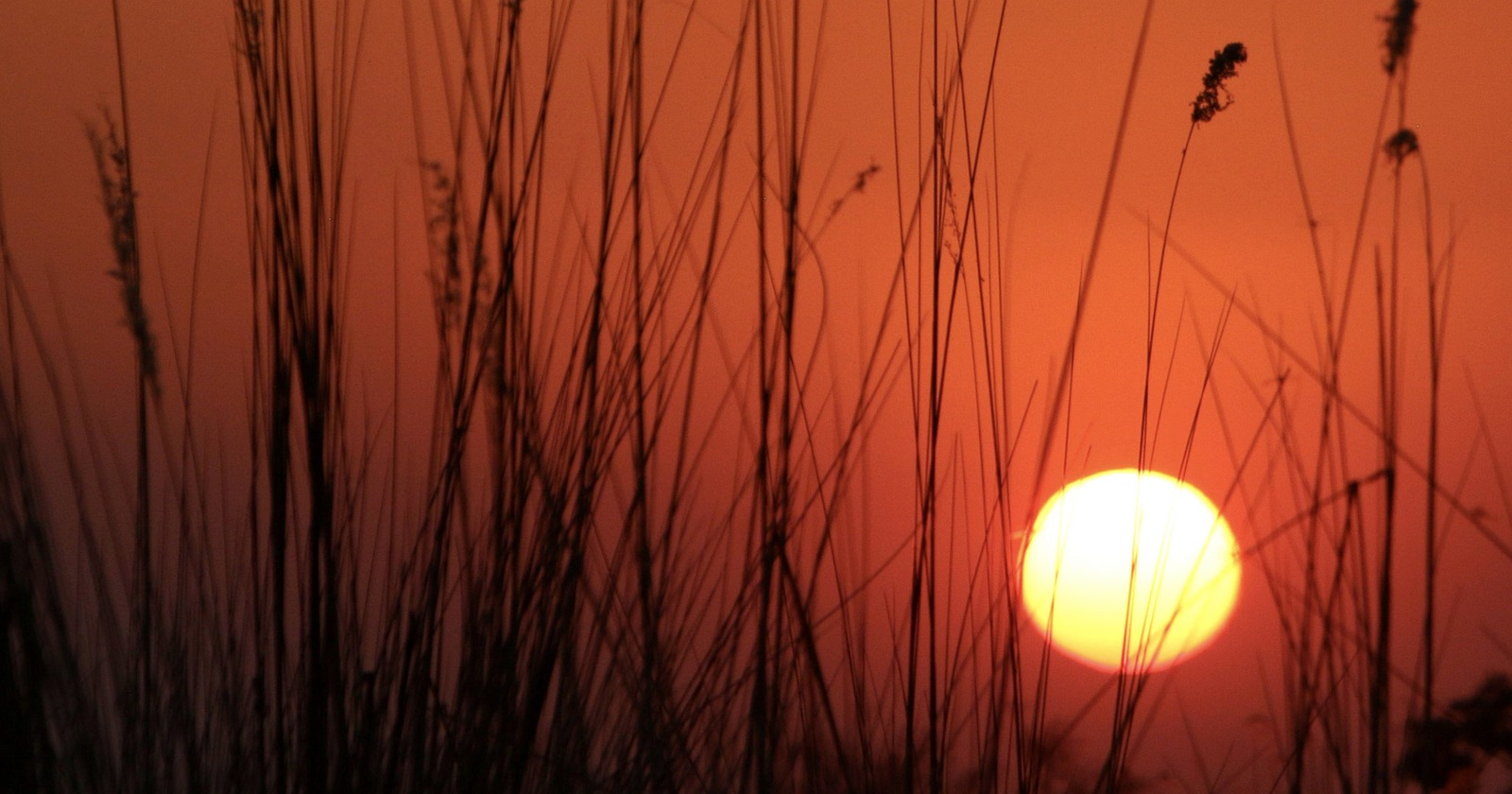 Botswana reeds silhouetted against a warm sunset