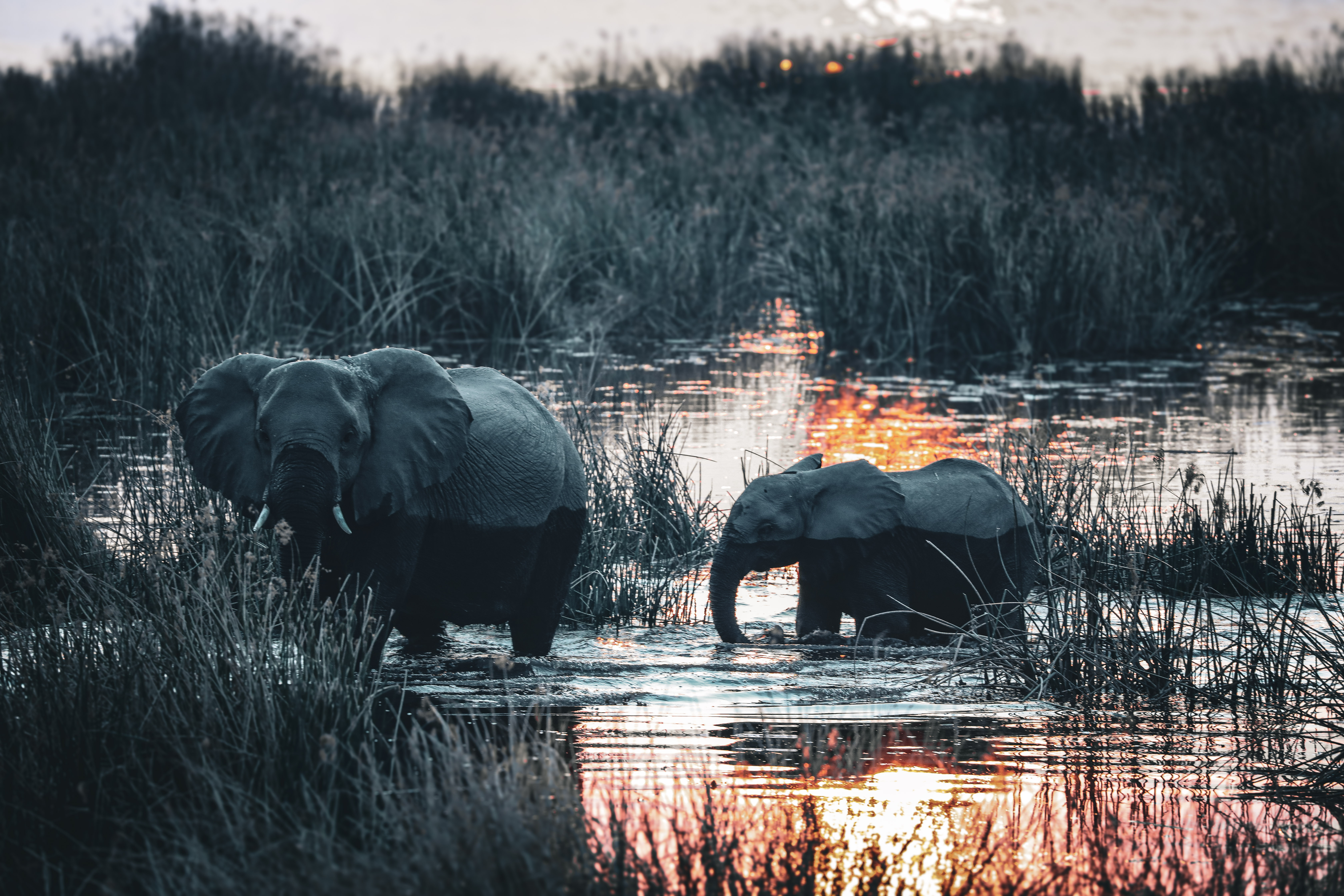 Elephants moving through a Botswana wetland at sunset