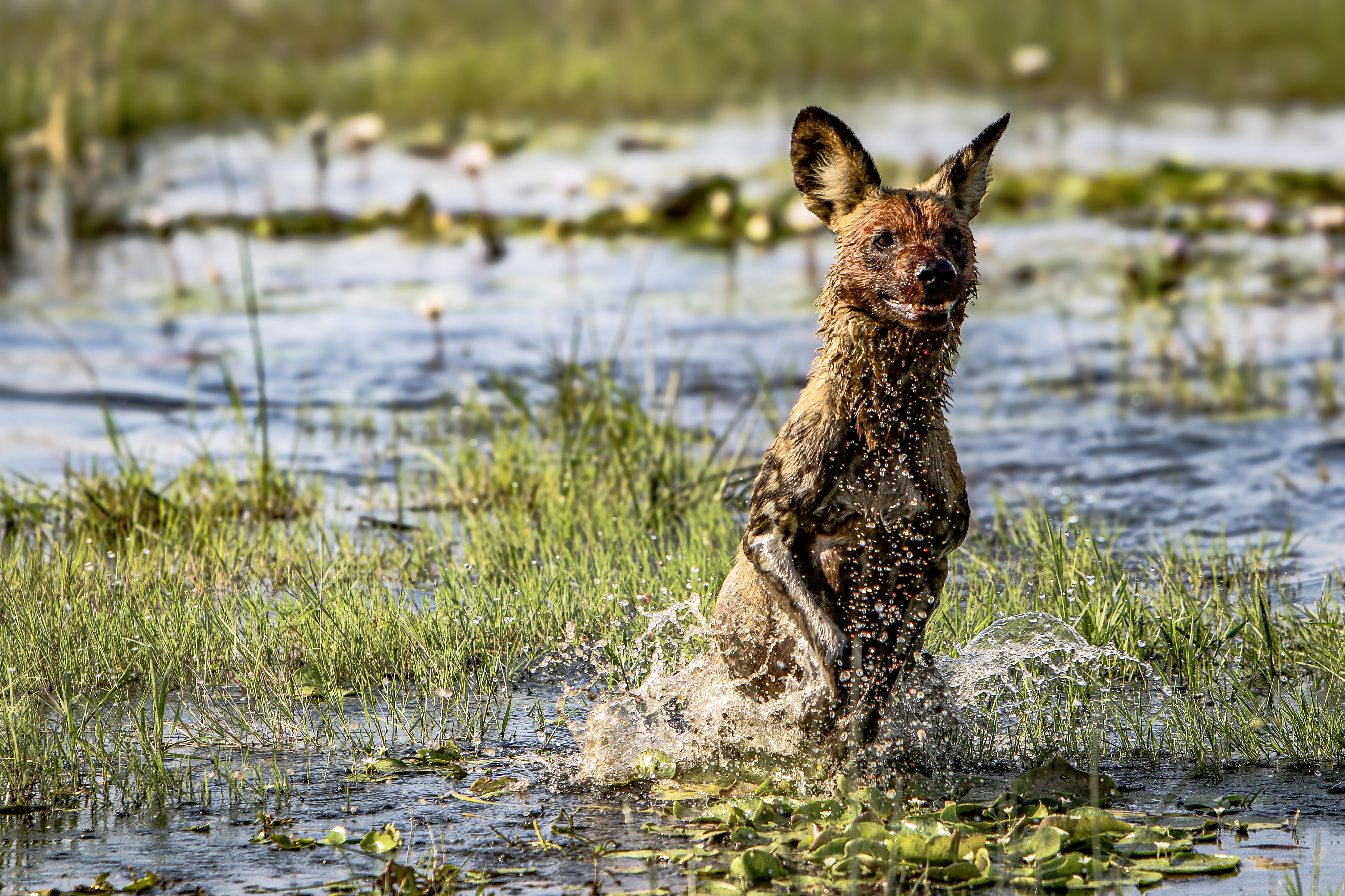 Red lechwe moving through Okavango Delta water