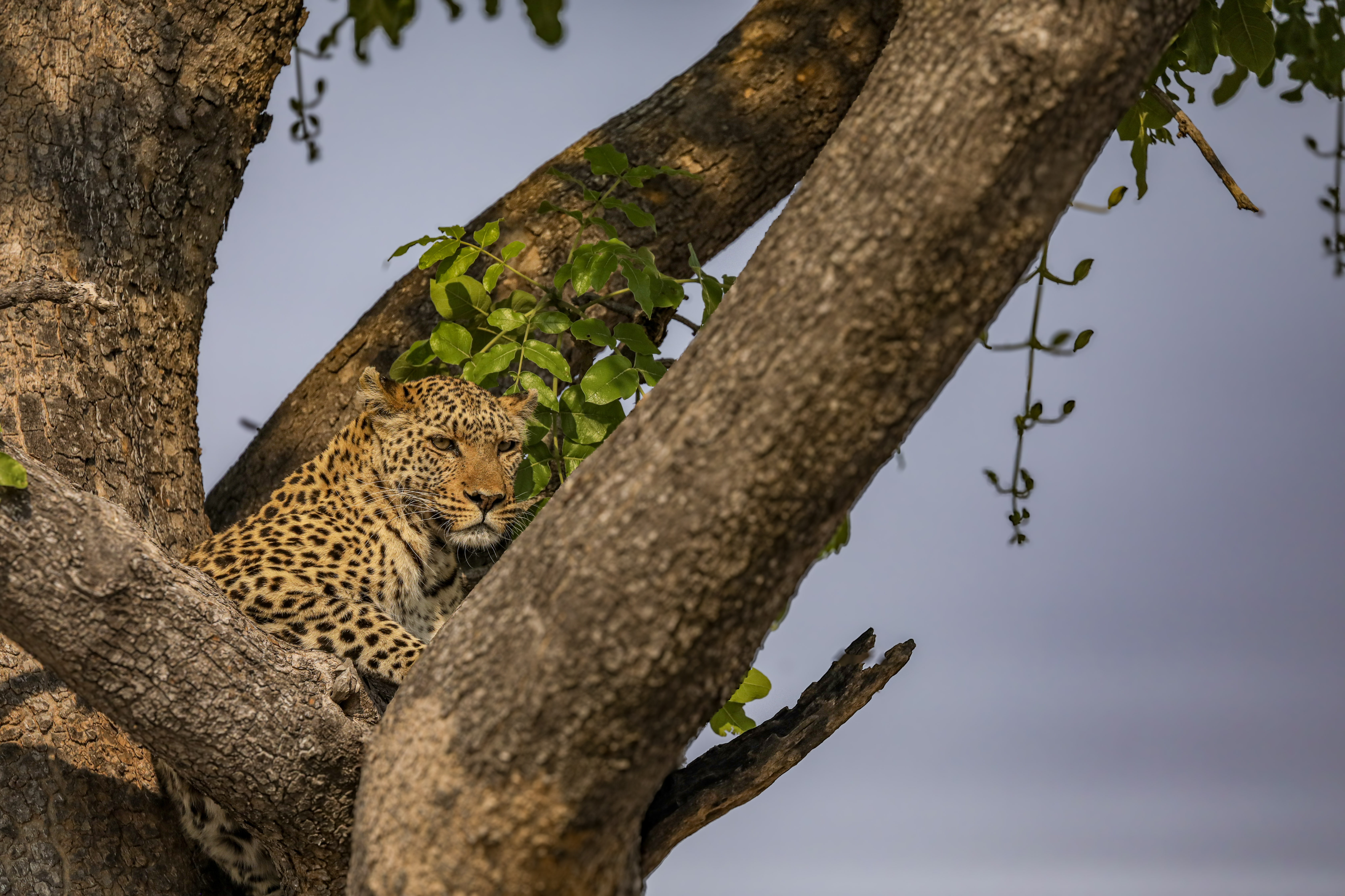 Leopard resting in a tree in Savuti and Linyanti