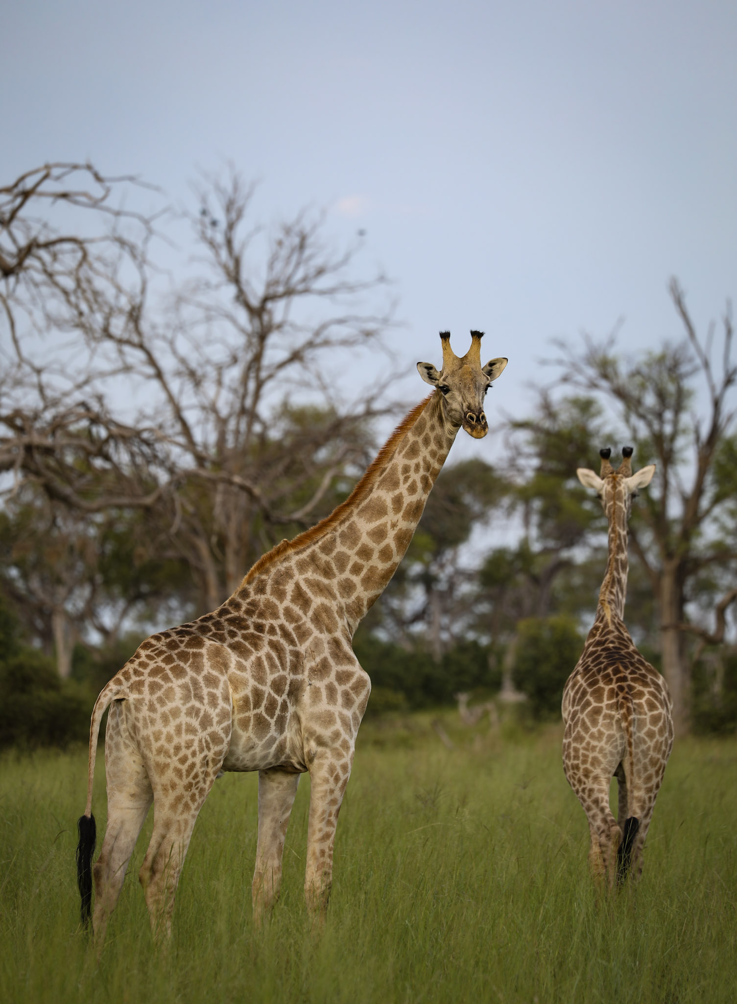 Giraffes in the Botswana bush